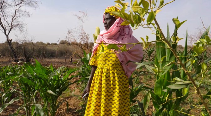 The energy to stay: Senegal’s village of women In northeast Senegal, the Sahara Desert is encroaching and the men are emigrating. But a group of women have pooled their resources and sought out new farming methods to save their villages.