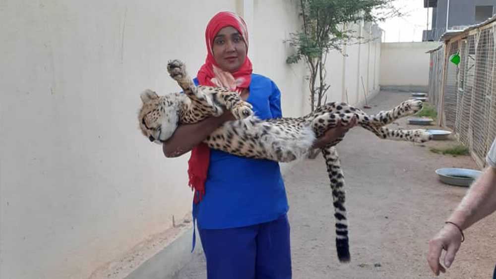 Somaliland: East Africa’s largest conduit for illicit cheetah trafficking to the Gulf
Global Initiative Against Transnational Organised Crime