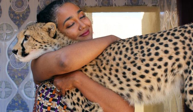 Somaliland: East Africa’s largest conduit for illicit cheetah trafficking to the Gulf