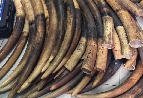 U.S. arrests 2 from DR Congo for illegal wildlife trafficking